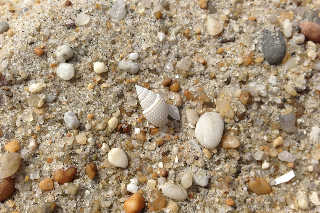 sea shell sand