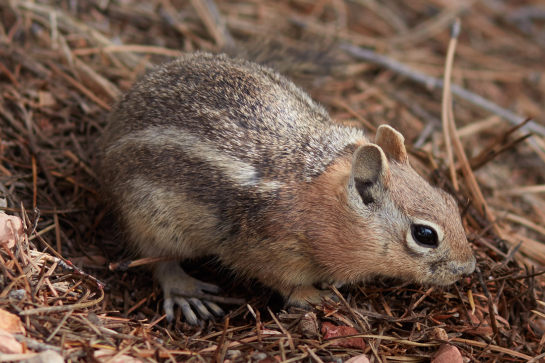 Golden-mantled ground squirrel