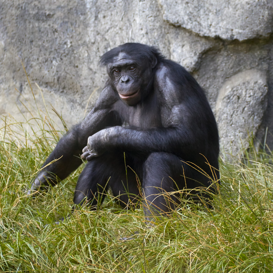 gorilla at san diego zoo