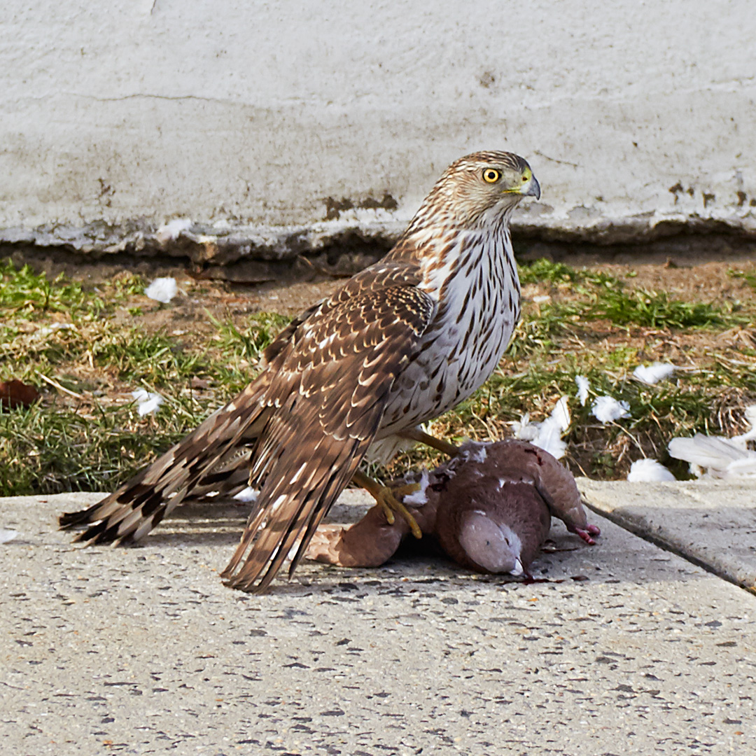 broad winged hawk