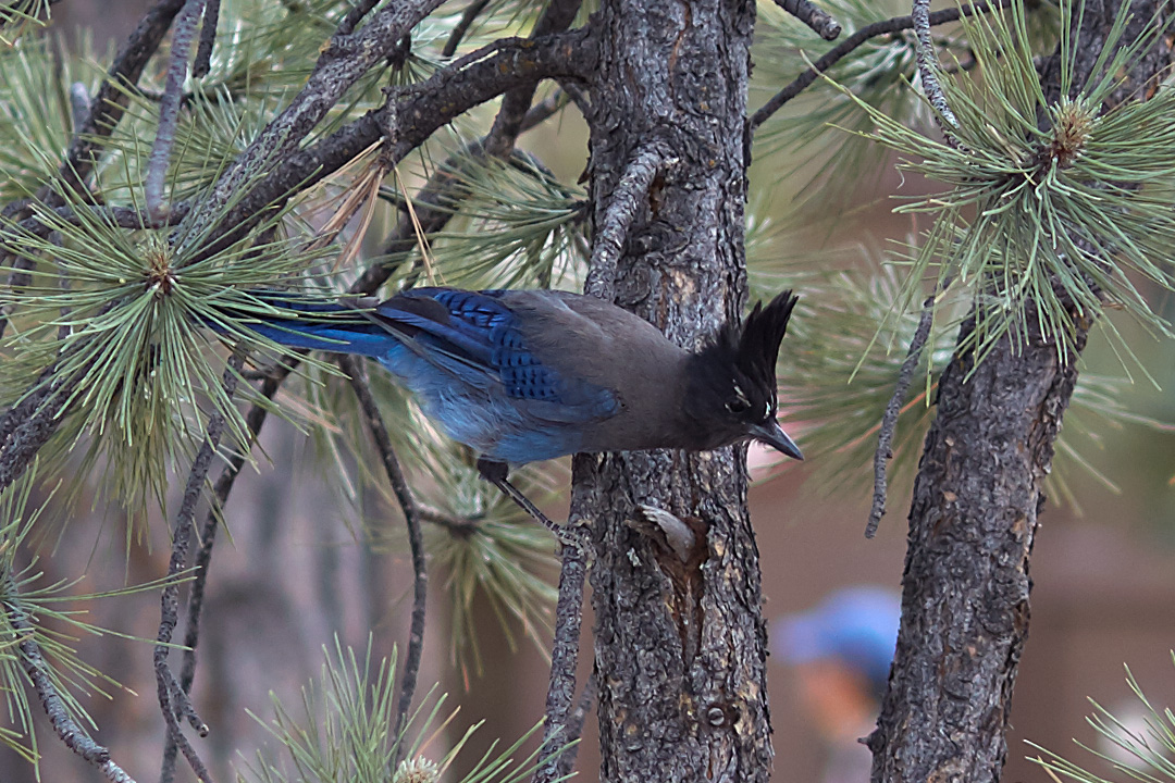 Steller's Jay