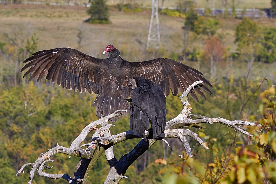 turkey vulture at pochuck valley