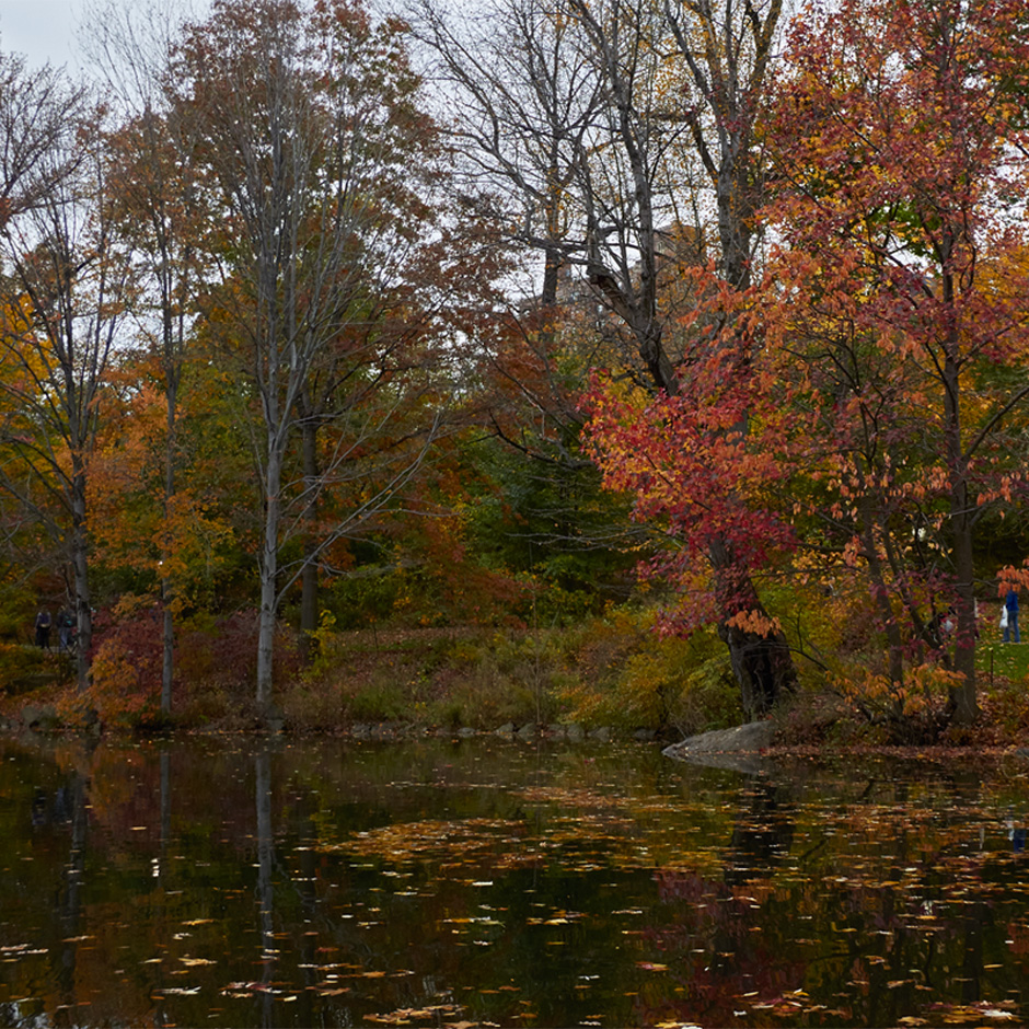 central park new york