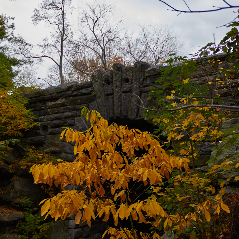 central park leaves