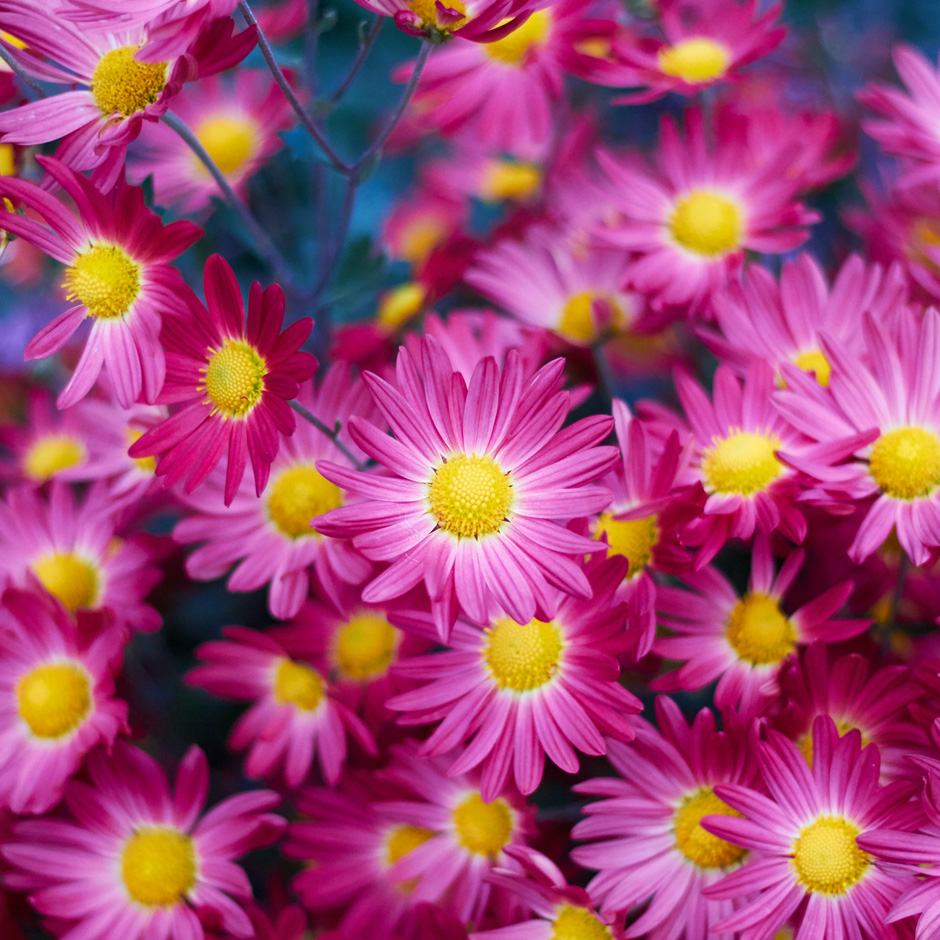 pink flowers