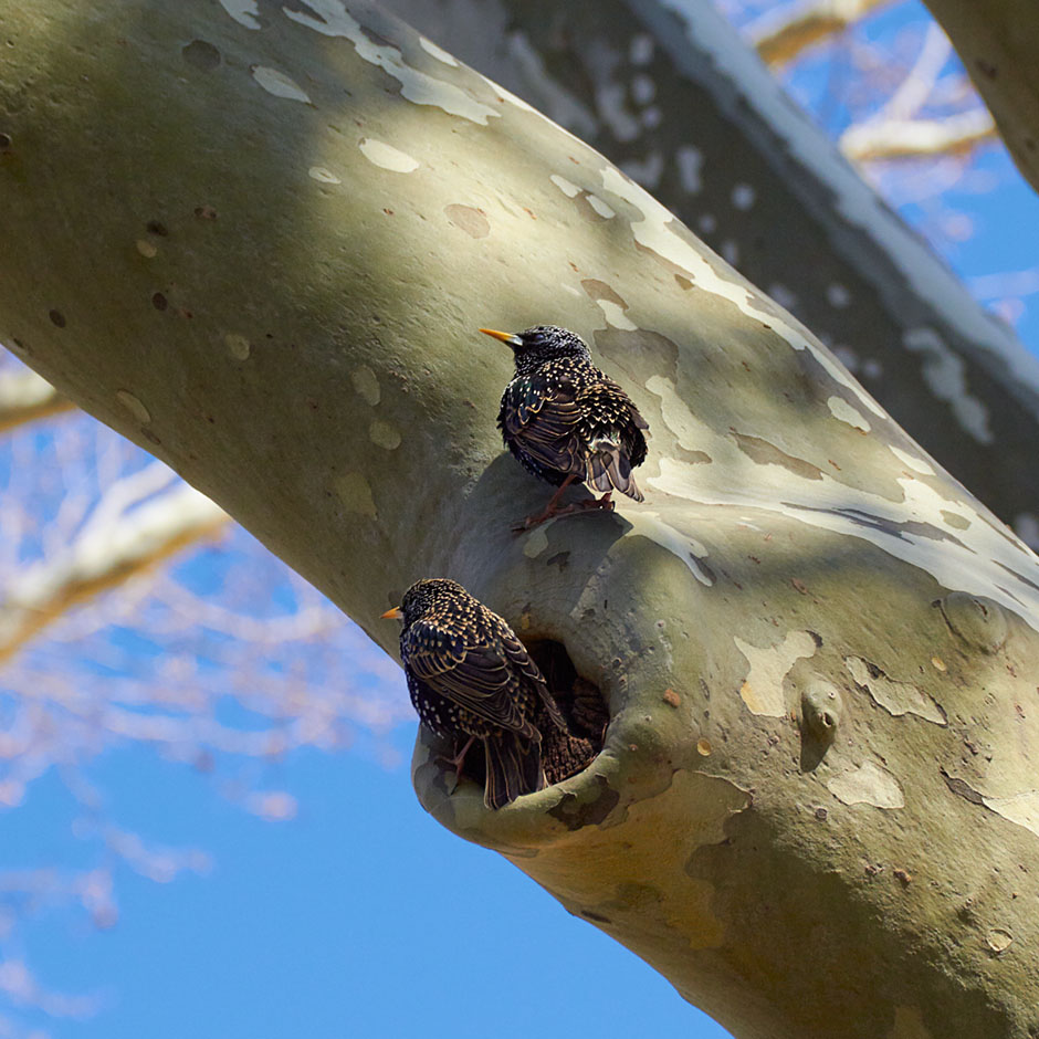 birds on tree