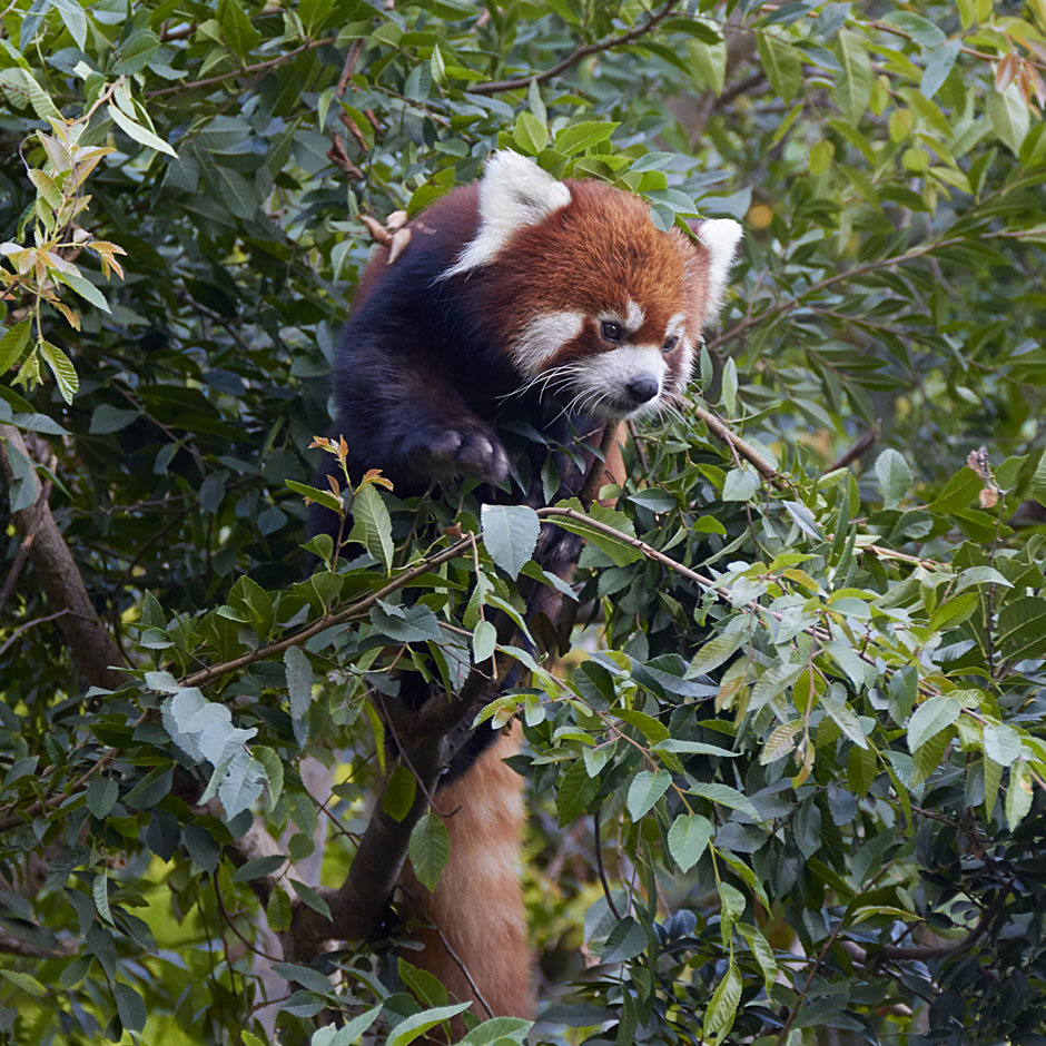 red panda at san diego zoo